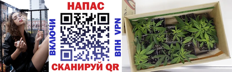 где купить   Курлово  Бошки Шишки Ganja 